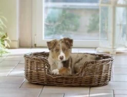 SILVIO DESIGN Heimtierbett Strolchi Gr. M 71x49x20cm