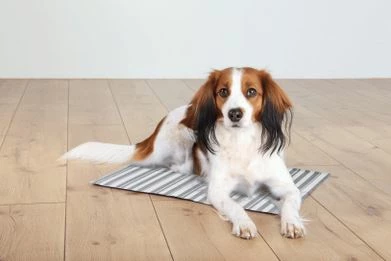 TRIXIE Kühlmatte 50x40cm Weiß Grau 5 TRIXIE Kühlmatte 50x40cm Weiß Grau – Bild 3