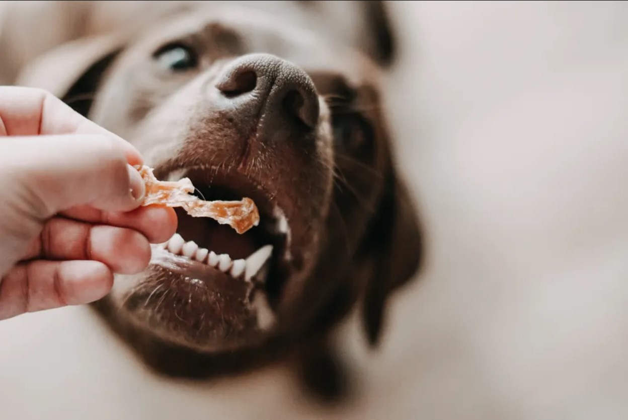 Tiernahrung Outlet Store -Haustierzubehör Verkäufe 2024 Dingtalk 20240416154510